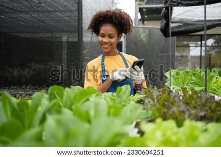 Portrait of happy half-Thai half African woman farmer standing behind a vegetable plot and using smartphone for check order. Concept of agriculture organic for health, Vegan food and Small business.