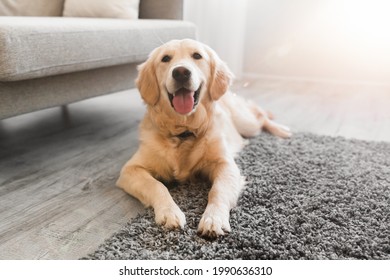 Portrait of happy healthy dog lying on gray rug floor carpet indoors in living room at home. Cute golden retriever resting near couch, free copy space, sunlight sun flare. Domestic Pet - Powered by Shutterstock