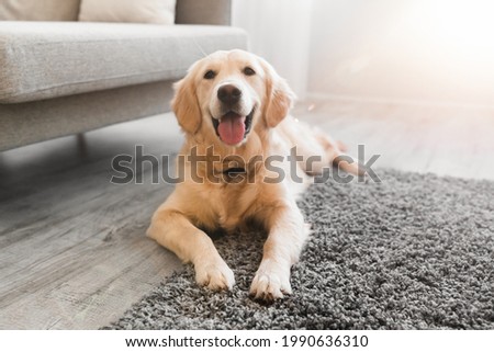 Portrait of happy healthy dog lying on gray rug floor carpet indoors in living room at home. Cute golden retriever resting near couch, free copy space, sunlight sun flare. Domestic Pet