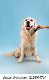 Portrait Of Happy Healthy Dog Sitting On The Floor, Unrecognizable Person Combing Pet's Fur Hair With Comb, Isolated Over Blue Studio Background Wall, Vertical Banner. Grooming Domestic Pet Concept