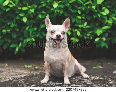 Portrait of  happy and healthy short hair  Chihuahua dog sitting on cement floor in the garden with green leaves background, smiling and ooking away.