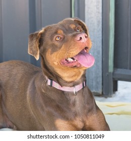 Portrait Of Happy Kelpie Cross Dog