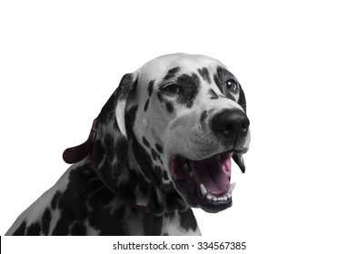 Portrait of a happy and laughing dog breed Dalmatian - isolated on white