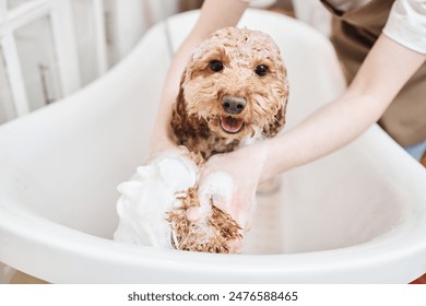 Portrait of happy little Maltipoo dog enjoying washing in bathtub and covered in soap foam smiling at camera copy space