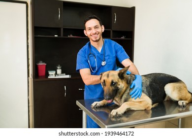 Portrait Of A Happy Male Veterinarian With Gloves And A Stethoscope Smiling While Examining An Old German Shepherd On The Exam Room Of The Animal Clinic