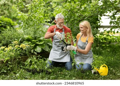 Portrait Of Happy Mature Spouses In Aprons Gardening Together At Backyard, Smiling Senior Couple Replanting Potted Flowers In Garden, Working With Houseplants Together In Yard, Copy Space - Powered by Shutterstock