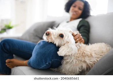 Portrait Of Happy Mature Woman Sitting Indoors At Home, Playing With Dog.