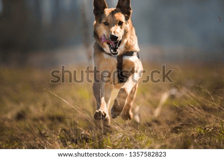 Similar – Image, Stock Photo crossbreed dog Animal