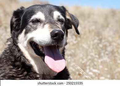 Portrait Of Happy Old Dog In Dune Grasses At The Beach In Summer 