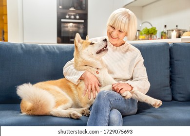 Portrait of happy old lady elderly woman with puppy dog akita inu at home. Pet Friendly hotel apartment. Cute funny animal kissing licks hostess mom feel happy smile. Ordered treat feed online hygiene - Powered by Shutterstock