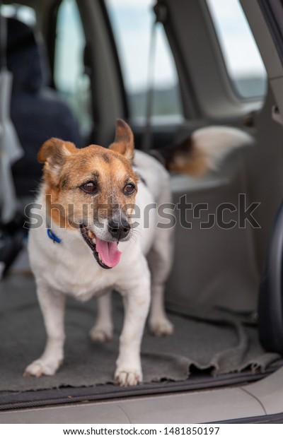 Portrait of happy pet dog (black, white and brown\
jack russell cross maltese) in Four Wheel Drive (4WD) car, tongue\
out.