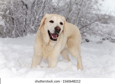 981 Yellow labrador retriever playing in snow Images, Stock Photos ...