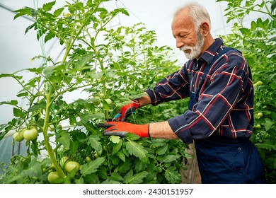 Portrait of happy senior man gardener working in organic vegetable greenhouse garden. - Powered by Shutterstock