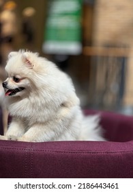 Portrait Of Happy Small White Spitz