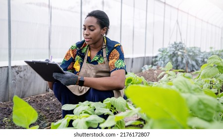 Portrait Happy Sme Owner African Woman Work With Clipboard Gardening Vegetable Farm, Nursery Worker Planting In Organic Farm, Startup Small Business Sme Owner, Black Farmer, Fresh Vegan Food Concept