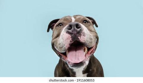 Portrait Happy Smiling American Bully Dog. Isolated On Blue Background.