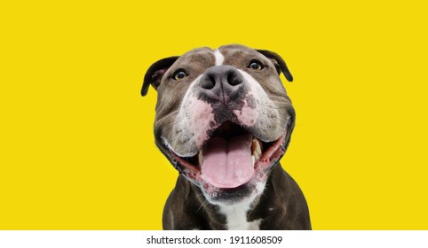 Portrait happy smiling american bully dog. Isolated on yellow background. - Shutterstock ID 1911608509