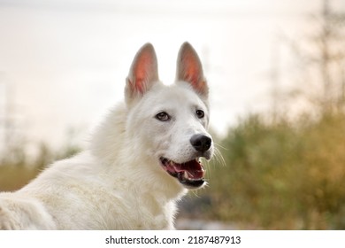 Portrait Of A Happy Smiling White Color Dog. High Quality Photo