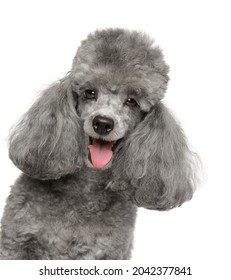 Portrait Of A Happy Toy Poodle, Isolated On A White Background