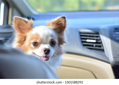 Portrait Of A Happy And Very Excited Dog Looking Through In A Car