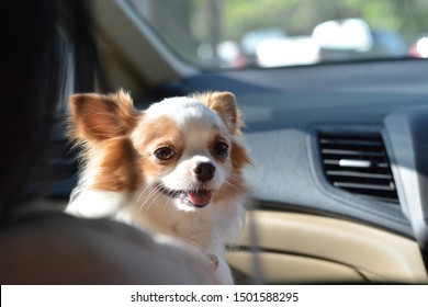 Portrait Of A Happy And Very Excited Dog Looking Through In A Car