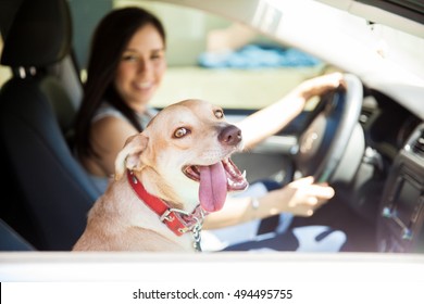 Portrait of a happy and very excited dog looking through the window of a car with her tongue out and a driver in the background