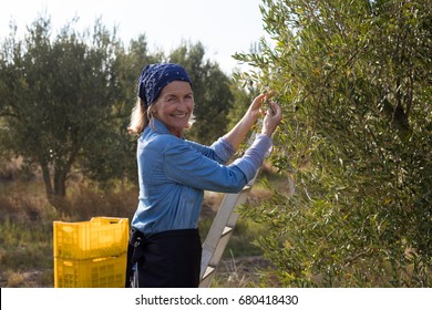 Portrait of happy woman harvesting olives from tree in farm - Powered by Shutterstock