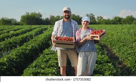 Portrait of a happy young family of farmers stand in the middle of a strawberry field with full boxes of harvest of ripe strawberries in their hands - Powered by Shutterstock