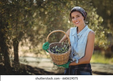Portrait of happy young woman holding olives in basket at farm - Powered by Shutterstock