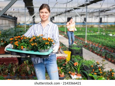 Portrait of a hardworking european farmer woman in a greenhouse holding a cassette with false nightshades in pots