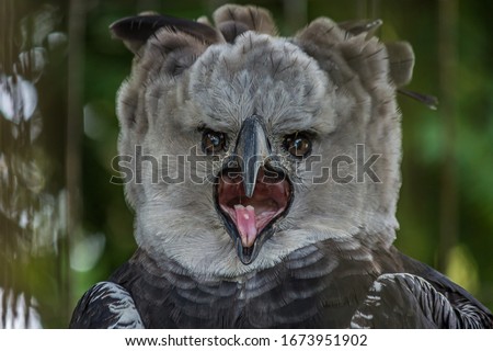 Portrait of Harpy eagle (Harpia harpyja) screaming displeased with his mouth wide open