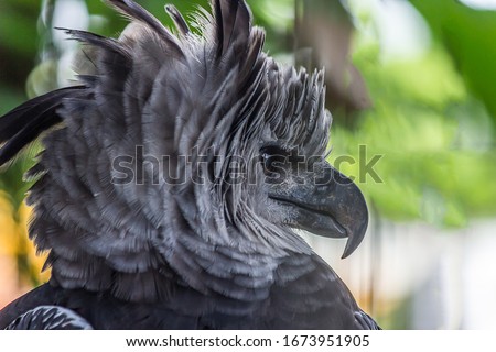 Portrait of Harpy eagle (Harpia harpyja) proudly looks away