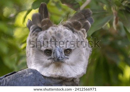 A portrait of a Harpy Eagle on a tree in a forest with a blurry background