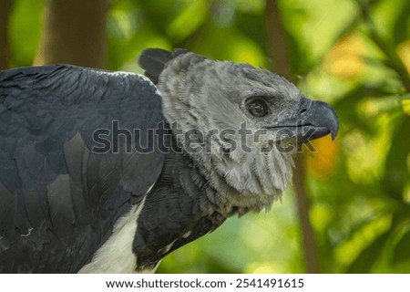 A portrait of a Harpy Eagle on a tree in a forest with a blurry background