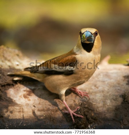 Similar – young hawfinch Environment