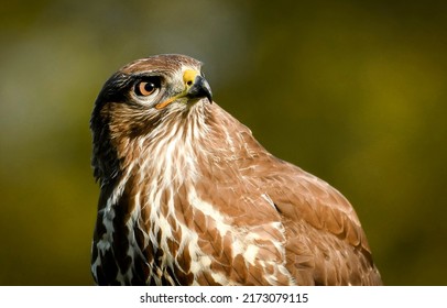 Portrait of an hawk in close-up. Hawk portrait. Hawk eye. Hawk in nature