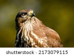 Portrait of an hawk. Hawk eye