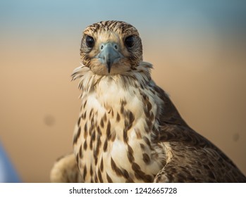 Portrait For Hawks Or Falcon Qatar 2013