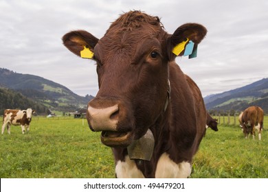 Portrait. The head of a cow. - Shutterstock ID 494479201