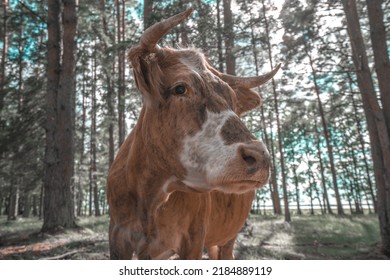 Portrait Of A Head Of A Cow With Dreamy Eyes And Pink Snout, Pale Blue Cloudy Sky.