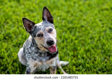 blue heeler puppy