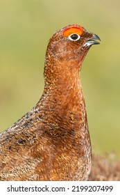 Portrait head and shoulders of a Red Grouse male displaying his vivid red eyebrows with open beak. Facing right. Scientific name: Lagopus Lagopus. Close up. Clean background with copy space.   