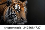 portrait of head tiger on a white background