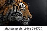 portrait of head tiger on a white background