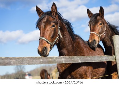 騸馬 の画像 写真素材 ベクター画像 Shutterstock