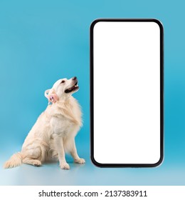 Portrait Of Healthy Dog In Wireless Headphones Listening To Music Sitting On Floor Looking At Big Giant White Cell Phone Screen Isolated On Blue Studio Background. Mock Up, Free Copy Space, Banner
