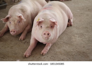 A Portrait Of A Healthy Fattening Pig Looks Happy In The Large Pen Stall Of A Standard Swine Farm.