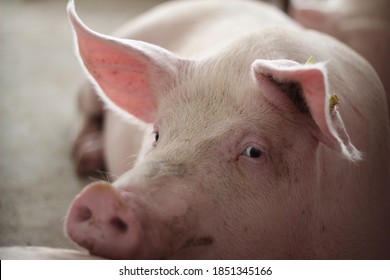 A Portrait Of A Healthy Fattening Pig Looks Happy In The Large Pen Stall Of A Standard Swine Farm.