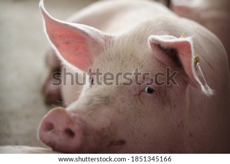 A portrait of a healthy fattening pig looks happy in the large pen stall of a standard swine farm.