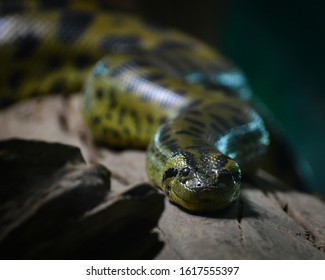 Portrait of the heaviest snake the green anaconda (Eunectes murinus).